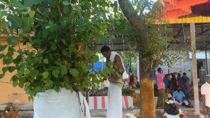 திருப்புவனம்: கீழடியில் மரங்களுக்கு திருமணம் – உலக நன்மைக்காக பக்திபூர்வ நிகழ்வு