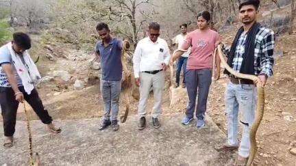 पुष्कर: बारिश का दौर शुरू होते ही सांप निकलने लगे, पुष्कर सहित आसपास के गांव में कोबरा टीम ने किया रेस्क्यू