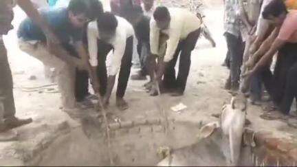 बिसवां: करसा गांव में लड़ते-लड़ते सूखे कुएं में गिरे गौवंश को 10 घंटे बाद पुलिस और फायर बिग्रेड ने सुरक्षित बाहर निकाला