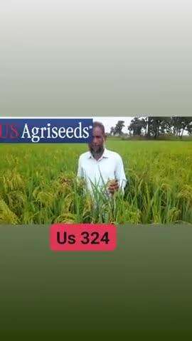 Us 324 हाइब्रिड धान
मुनाफे का नया नाम @ जो किसान  अपने मुख से किसानों  को क्या बोले सुने#@@