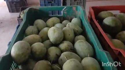 કપરાડા: કમોસમી વરસાદ ને પગલે કપરાડાના ગામોમાં કેરીના પાકને ભારે નુકશાન