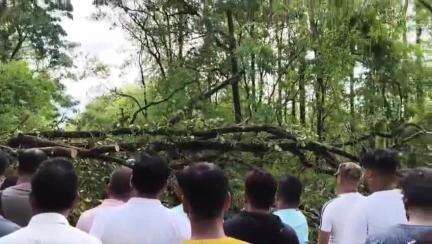 রাজগঞ্জ: ঝড়বৃষ্টিতে জাতীয় সড়কে গাছ পড়ে গিয়ে  ডুয়ার্স এবং সিকিম থেকে শিলিগুড়ি যাওয়ার সেভকের রাস্তা বন্ধ হয়ে গেল