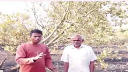 सावंतवाडी: न्हावेली येथे काजू बागायतीला मोठी आग   ; काजू कलमे आगीच्या भक्षस्थानी