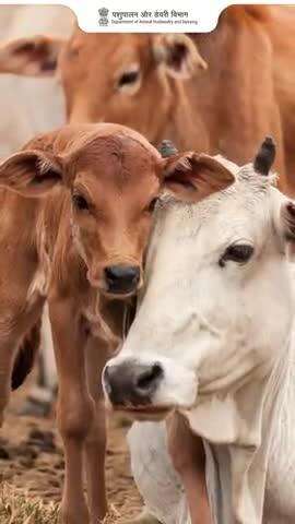 चारा मशीन की सफाई क्यों जरूरी है?
पौष्टिक चारा, लेकिन गंदी मशीन? ❌
✅ चारा देने से पहले मशीन से धूल और जीवाणु हटाएं
✅ साफ मशीन = सुरक्षित चारा = स्वस्थ पशु
 इससे पशु का स्वास्थ्य और दूध की गुणवत्ता बनी रहती है
 स्वच्छता से ही पोषण और सुरक्षा