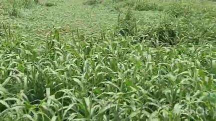 ડીસા પંથકમાં વરસાદ અને વાવાઝોડાના કારણે 50000 હેક્ટરમાં વાવેતર કરેલા ટેટી તરબૂચ અને બાજરીના પાકને નુકસાન