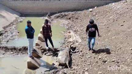 गुना: उमरी में गौ सेवकों का दावा कहा, पानी की कमी से गाय जानवर तोड़ रहे दम, प्रशासन से पानी कि व्यवस्था कि मांग #jansamasya
