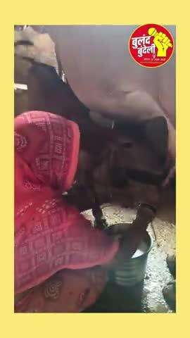 सुरभि गौ संवर्धन सरंक्षण संस्थान ओरछा धाम