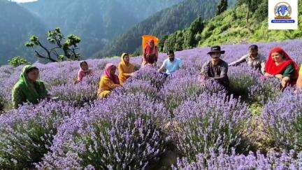 Jammu & Kashmir: 3rd Lavender Festival to begin today at Bhaderwah in Doda district