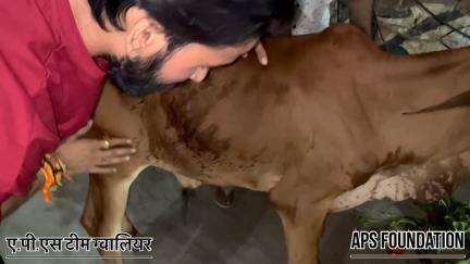 एक्सीडेंट करके भगा गाड़ी वाला 😡

Respect Girls help poor help animals 

#apsgurjar #help #viral #support #gwalior #cow