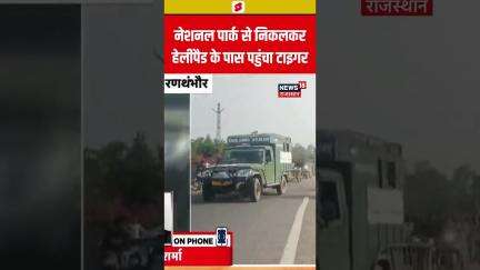 #shorts नेशनल पार्क से निकलकर हेलीपैड के पास पहुंचा टाइगर | N18S | #ranthambore #tiger