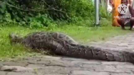 বোকাখাত: নুমলীগড়ত ৰাজপথত প্ৰায় ১৩ ফুটীয়া এডাল প্ৰকাণ্ড অজগৰে ভক্ষণ কৰিলে হৰিণ,আধা ঘণ্টা ধৰি বন্ধ পথ,বন বিভাগৰ লোক উপস্থিত