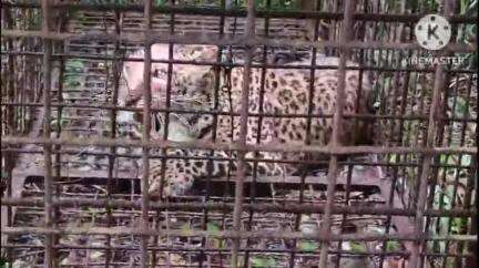 মাৰ্ঘেৰিটা: তৈল নগৰী ডিগবৈত এটা নাহৰফুটুকী পিঞ্জৰাবদ্ধ