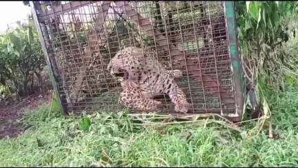 রাজগঞ্জ: চুলসা চাবাগানে  বনদপ্তরের পেতে রাখা খাচায় আটকে পড়া   একটি চিতাবাঘকে উদ্ধার করে নিয়ে গেল খুনিয়া রেঞ্জের বনকর্মিরা