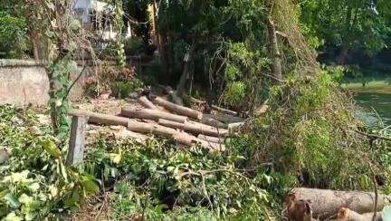 মেদিনীপুর: বনদপ্তর এর অনুমতি ছাড়াই কেটে ফেলা হলো মেদিনীপুরে বহু গাছ, পদক্ষেপ বনদপ্তরের