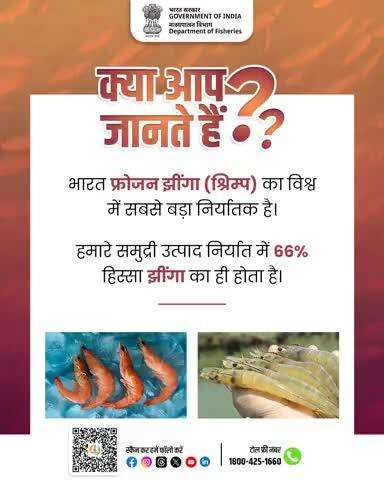India is the world’s biggest exporter of frozen shrimp. Shrimp accounts for 66% of our total seafood exports.