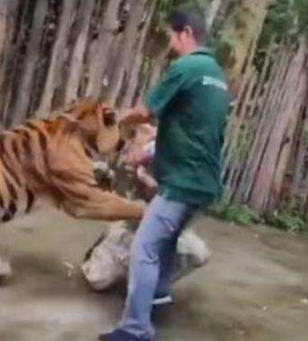 थाईलैंड में सेल्फी लेने के दौरान बाघ ने भारतीय पर्यटक पर किया हमला, वीडियो आया सामने