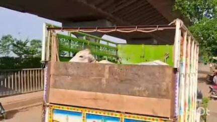 साकोली: तुडमापुरी येथे अवैधरित्या जनावरांची वाहतूक करणाऱ्या दोन बोलेरो पिकअप वाहनांच्या चालकावर साकोली पोलीस ठाण्यात गुन्हा दाखल