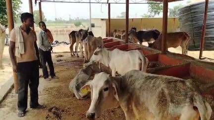 सहसवान: दहगवाँ ब्लॉक के गाँव नाधा की गौशाला में सूखा भूसा खाने को मजबूर 02 गौवंश खड़े होने में असमर्थ