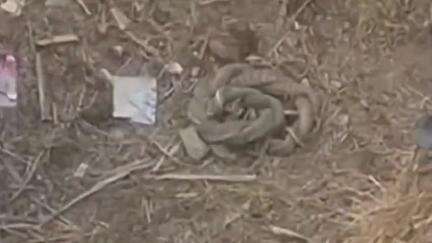 हसनपुर: गांव हथियाखेड़ा के जंगल में दिखा सांपों का जोड़ा, ग्रामीणों की भीड़ जुटी, नाग-नागिन का जोड़ा खेतों की तरफ भागा