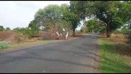 चोपडा: गोरगावले ते मालापूर रस्त्यावर हिरा कॉटन जवळ दोन गोवंश पायी नेताना एकाला पकडले, चोपडा शहर पोलिसात गुन्हा दाखल