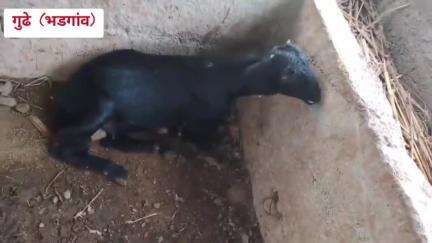 भडगाव: गुढे येथील जामदा डाव्या कालव्या लगत असलेल्या शेत शिवारातील शेड मधील 18 शेळ्यांचा बिबट्याने पाडला फडशा,