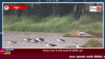 Mathura News: नकटा बतखों ने प्रजनन के लिए जोधपुर झाल को बनाया आशियाना, सोलर पंप पक्षियों के लिए बनाए गए जलाशय