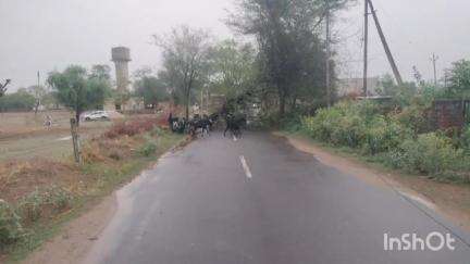 चरखी दादरी: आंधी-बारिश से काकड़ौली हट्‌ठी में सड़क पर गिरे पेड़, यातायात बाधित
