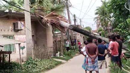 হবিবপুর: সোলাডাঙায় ঝোড়ো হাওয়ায় বিদ্যুতের তারের উপর পড়ল তালগাছ, অল্পের জনক প্রাণে রক্ষা পেল সাধারণ মানুষ