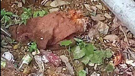 बागेश्वर: स्थानीय लोगों ने मरे हुए कुत्ते के शव को आवासीय कॉलोनी के आसपास फेंकने का विरोध किया, शव हटाने की मांग की