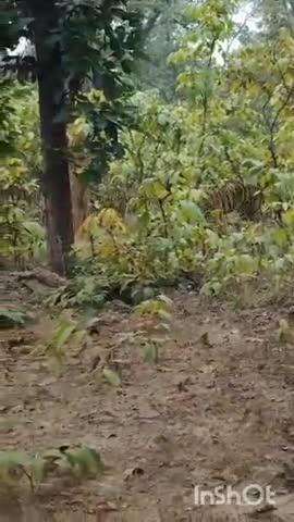 पलिया: दुधवा की धरती पर बाघों की शाही चहलकदमी का वीडियो हुआ वायरल