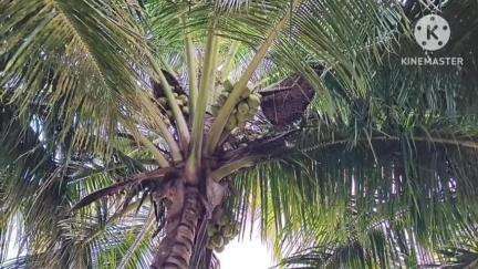 நாட்றாம்பள்ளி: சின்னகிரிசமுத்திரம் பகுதியில் இறந்தவரின் உடலை புதைக்க  சென்றபோது தேனீக்கள் கொட்டியதில் 20க்கும் மேற்பட்டோர் மருத்துவமனையில் அனுமதி