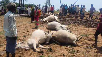 ఖానాపూర్: విద్యుత్ షాక్‌తో 4 ఎడ్లు, 2 ఆవులు మృతి, నష్టపరిహారం చెల్లించి ఆదుకోవాలని వేడుకుంటున్న బాధిత రైతులు
