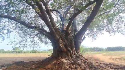 நத்தம்: நத்தம் அருகே 100 ஆண்டு பழமையான புளியமரத்தில் பற்றி எறிந்த தீ  போராடி தீயை அனைத்த தீயணைப்புத் துறையினர்