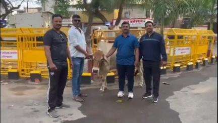 नगर: झेंडीगेट परिसरात कोतवाली पोलिसाची कारवाई: गोवशीय जनावरांची सुटका