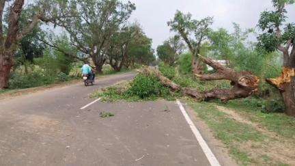 लालबर्रा: लामता-बैहर राज्य मार्ग पर तेज हवा से गिरे पेड़, यातायात बाधित, दो बाइक सवार घायल