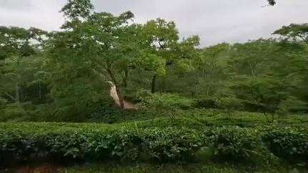 সাব্রুম: সাব্রুমের লুধুয়া চা বাগান হবে দার্জিলিং, বললেন রাজ্যের পর্যটন মন্ত্রী সুশান্ত চৌধুরী