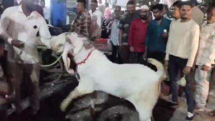 बुरहानपुर: ईद को लेकर बकरों का बाज़ार, ₹1.2 लाख के हैदराबादी बकरे को देखने उमड़ी भीड़