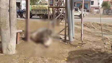 सरदारशहर: 5 भाई चौक पर विद्युत पोल में करंट आने से सांड की हुई मौत, लोगों ने विद्युत विभाग के खिलाफ किया प्रदर्शन #jansamasya