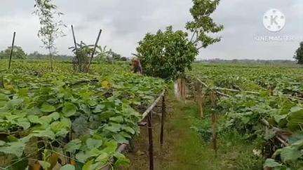 তেলিয়ামুড়া: ২২গড়িয়া এলাকায় কৃষকদের বিশ্রামাগার ভেঙ্গে যায় দীর্ঘদিন পূর্বে, সারায়ের কোন উদ্যোগ নেই কৃষি দপ্তরের#jansamasya