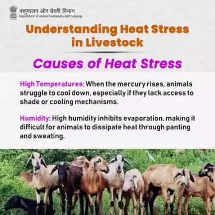 Decoding Heat Stress: Unveiling the Factors Causing Animal Discomfort #livestockHealth #AnimalWealth #AnimalHusbandry #BeatTheHeat #heatstress