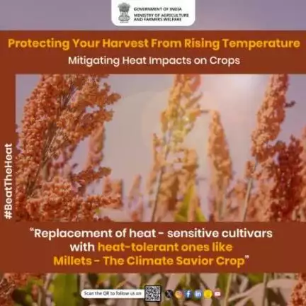 Replacement of heat-sensitive cultivars with heat-tolerant ones. #Millets possess heat-tolerant properties, making them resilient to rising temperatures & can thrive in harsh conditions making it a reliable option for #farmers.