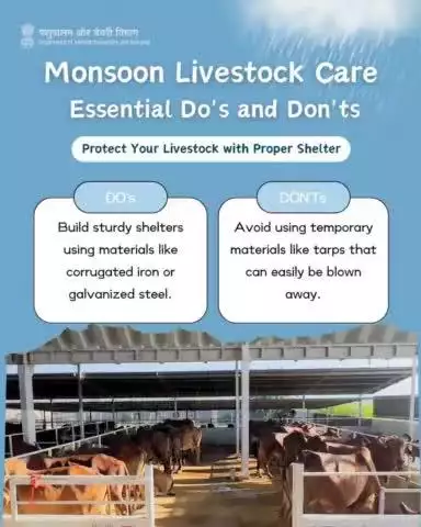 Build sturdy shelters, maintain ventilation, and avoid overcrowding. Ensure your animals stay safe and comfortable this rainy season. #MonsoonSafety