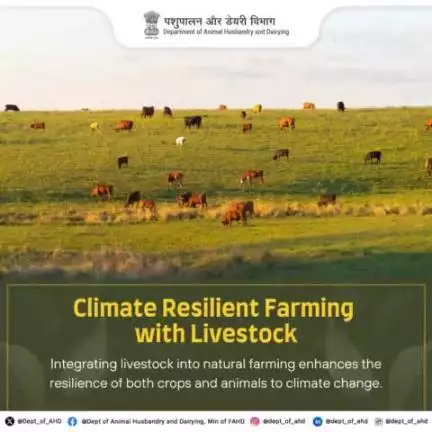 Integrating livestock into natural farming enhances resilience for both crops and animals amidst climate change challenges. Embrace sustainable agriculture for a greener future!  #ClimateResilience #SustainableFarming