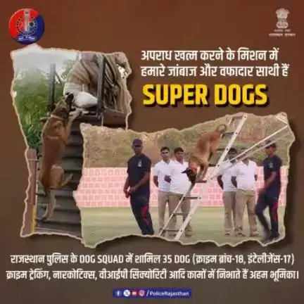 प्रदेश की सुरक्षा में राजस्थान पुलिस के भरोसेमंद साथी है DOG SQUAD के जांबाज DOGS.

वर्तमान में 18 DOG क्राइम ब्रांच व 17 DOG इंटेलीजेंस में काम कर रहे हैं और क्राइम ट्रेकिंग, नारकोटिक्स, सिक्योरिटी सहित अन्य कामों में अपनी अहम भूमिका निभा