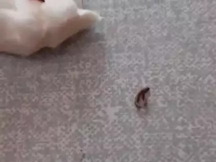 गोभी के अंदर सांप का बच्चे दो 🐍🐍👈 मध्य प्रदेश विदिशा मोहन गिरी