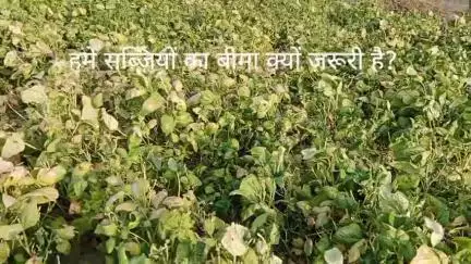 VEGETABLES FARMER'S NEEDS INSURANCE #FARIDABAD #फरीदाबाद #delhincr #india #indian #viral #insurance #farmer #indian