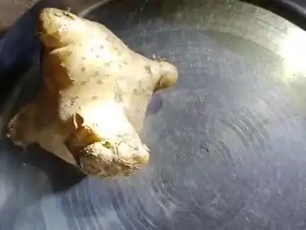 Bikaner vasi ardi 860 me drti se nikla ajibo grb aalu dekhne me kchuva jesa dikhi deta h
#