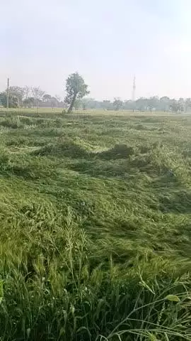 किस किसान पुरी फसल नष्ट हो गई 4 एकड़ खेती पुरी ऑल बारिश हो या किसका बड़ा नुकसान प्रशासन से जानकारी है यह कुछ सुनाएं करे