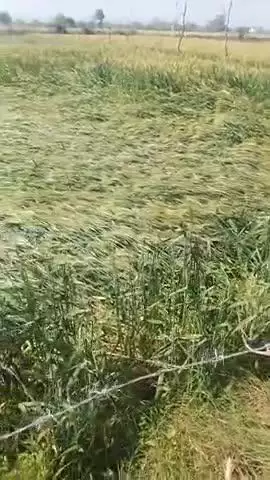 वैर तहसील का एजंसी पर बदमसिंग /मंगल का खेत में भरी बारिश का कराड़ गेहूं की फसल में भारी नुकसान हुआ
