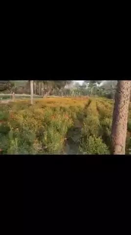 मीनापुर प्रखंड के गदाई चक गाँव के किसान राम पुकार प्रसाद जो फूल के खेती करते है ये फूल नही बिकने के कारण जोतया है 5 बीघा